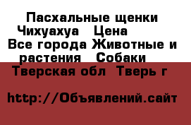 Пасхальные щенки Чихуахуа › Цена ­ 400 - Все города Животные и растения » Собаки   . Тверская обл.,Тверь г.